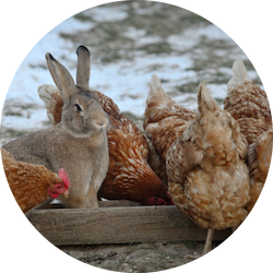 rabbits and chicken